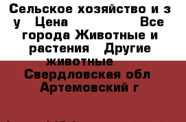 Сельское хозяйство и з/у › Цена ­ 2 500 000 - Все города Животные и растения » Другие животные   . Свердловская обл.,Артемовский г.